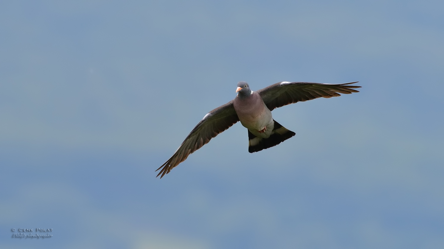 Common Wood-Pigeon